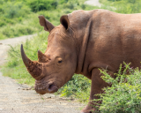 Infertility treatments may help restore endangered rhinos. 